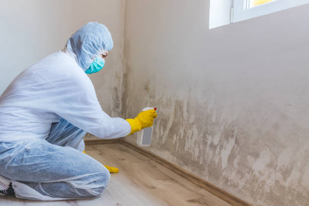 Mold Removal Process in Peoria Heights, IL