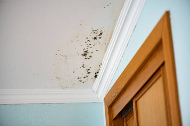 Best Professional Mold Removal  in Peoria Heights, IL