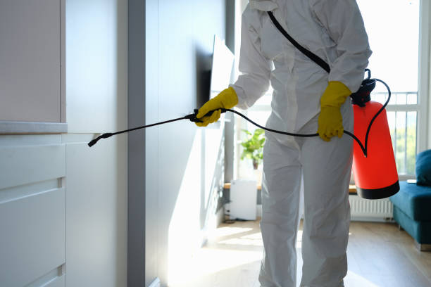 Best Mold Removal Company Near Me  in Peoria Heights, IL