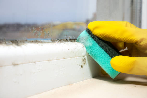 Best Commercial Mold Removal  in Peoria Heights, IL