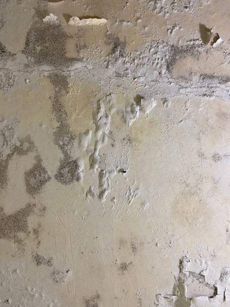 Best Home Mold Removal  in Peoria Heights, IL