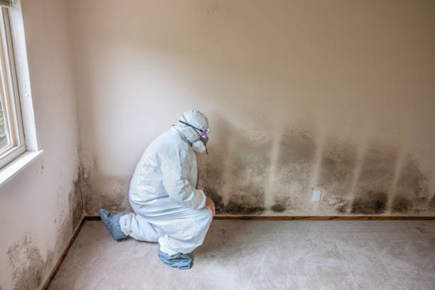 Best Fast Mold Removal  in Peoria Heights, IL