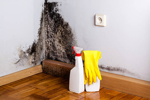 Reliable Peoria Heights, IL Mold Removal Solutions