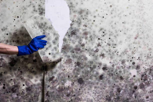 Mold Testing and Removal in Peoria Heights, IL